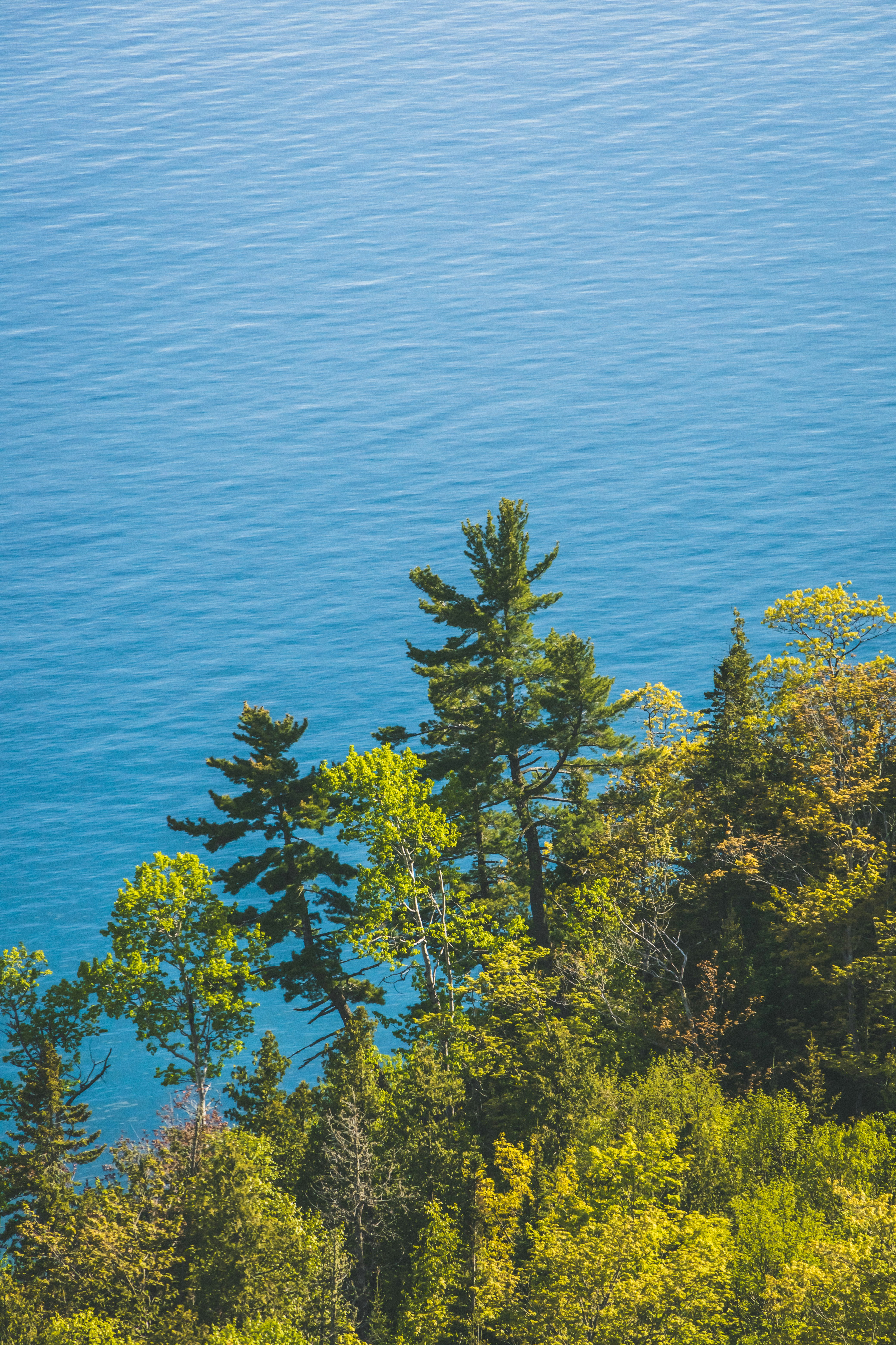 green trees beside blue sea during daytime